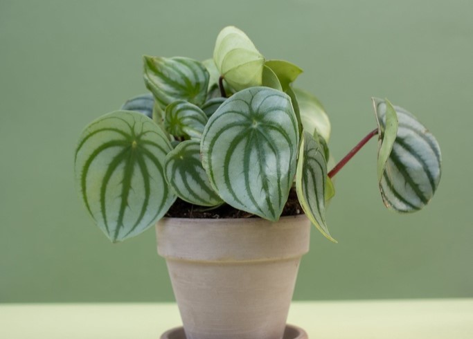 Plantas como cactos e suculentas acima da geladeira promovem energias positivas.