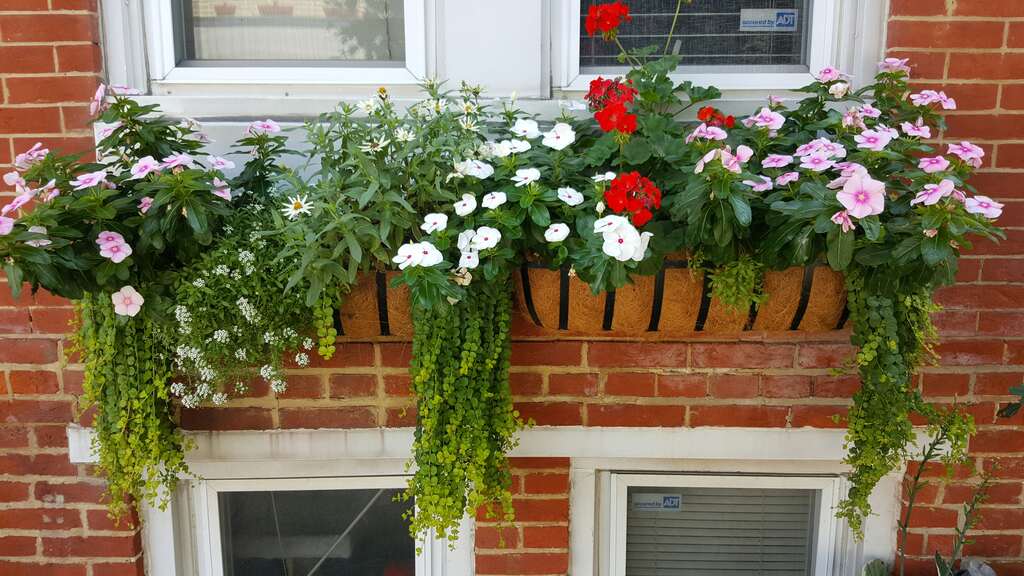 6 plantas para colocar na janela de casa e trazer sorte