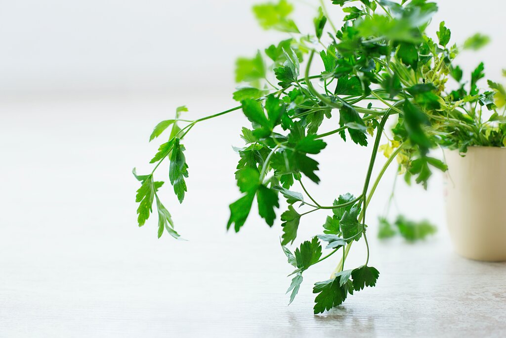 Plantas repelentes e seu poder na cozinha