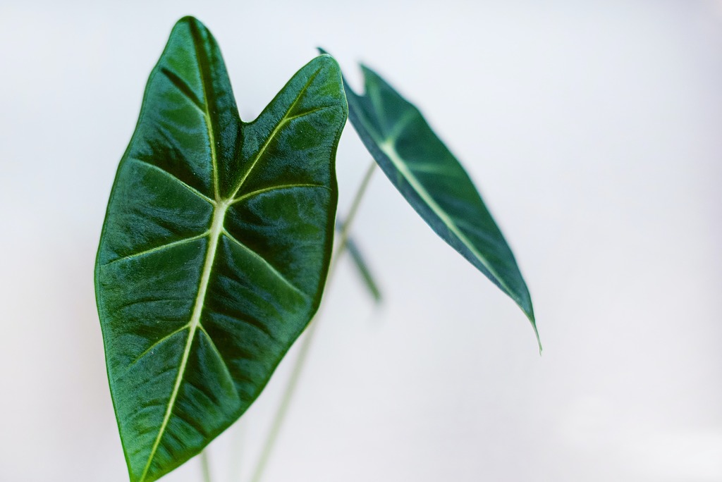 A vegetação na janela pode criar uma atmosfera de tranquilidade e bem-estar.