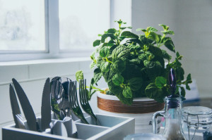 9 plantas para colocar na mesa da cozinha e espantar insetos