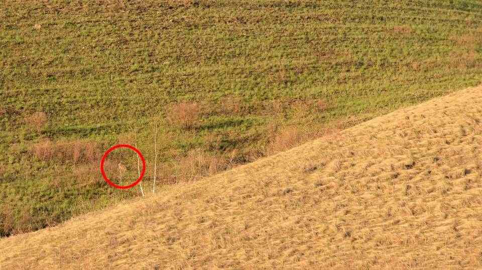 Gabarito da caça ao coelho na ilusão de ótica