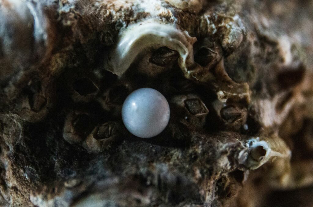 A magia da pérola negra reside em sua singularidade, refletindo elegância e força interior.