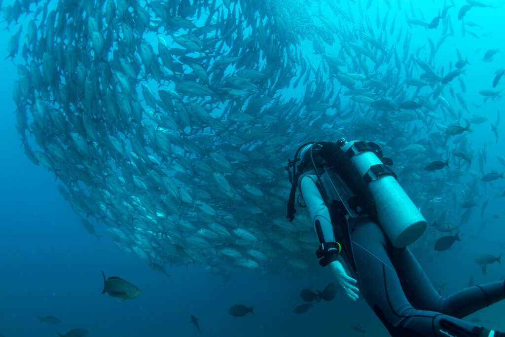 Os peixes simbolizam renovação espiritual e prosperidade.