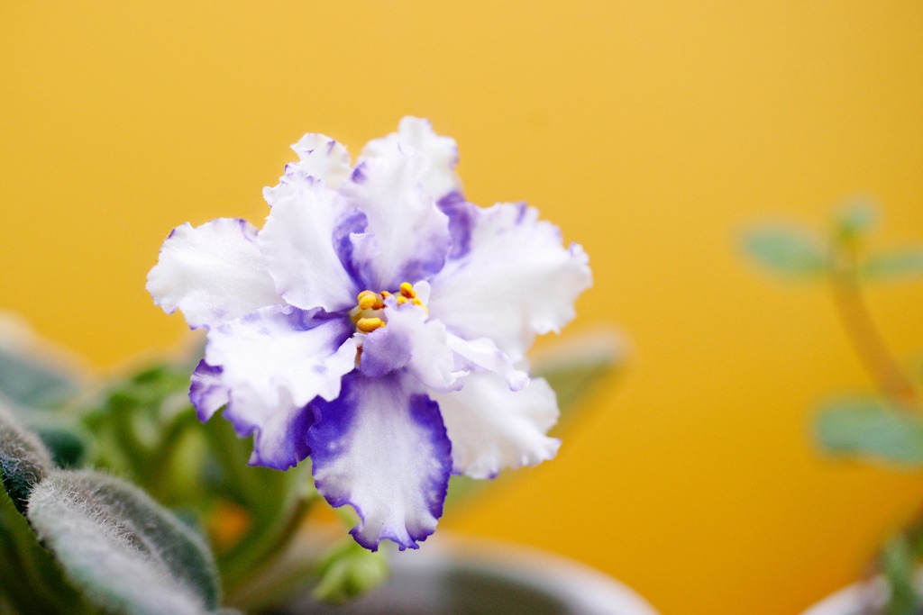 Com as plantas certas, como o trevo-de-quatro-folhas, a fortuna pode encontrar um lar na sua janela.