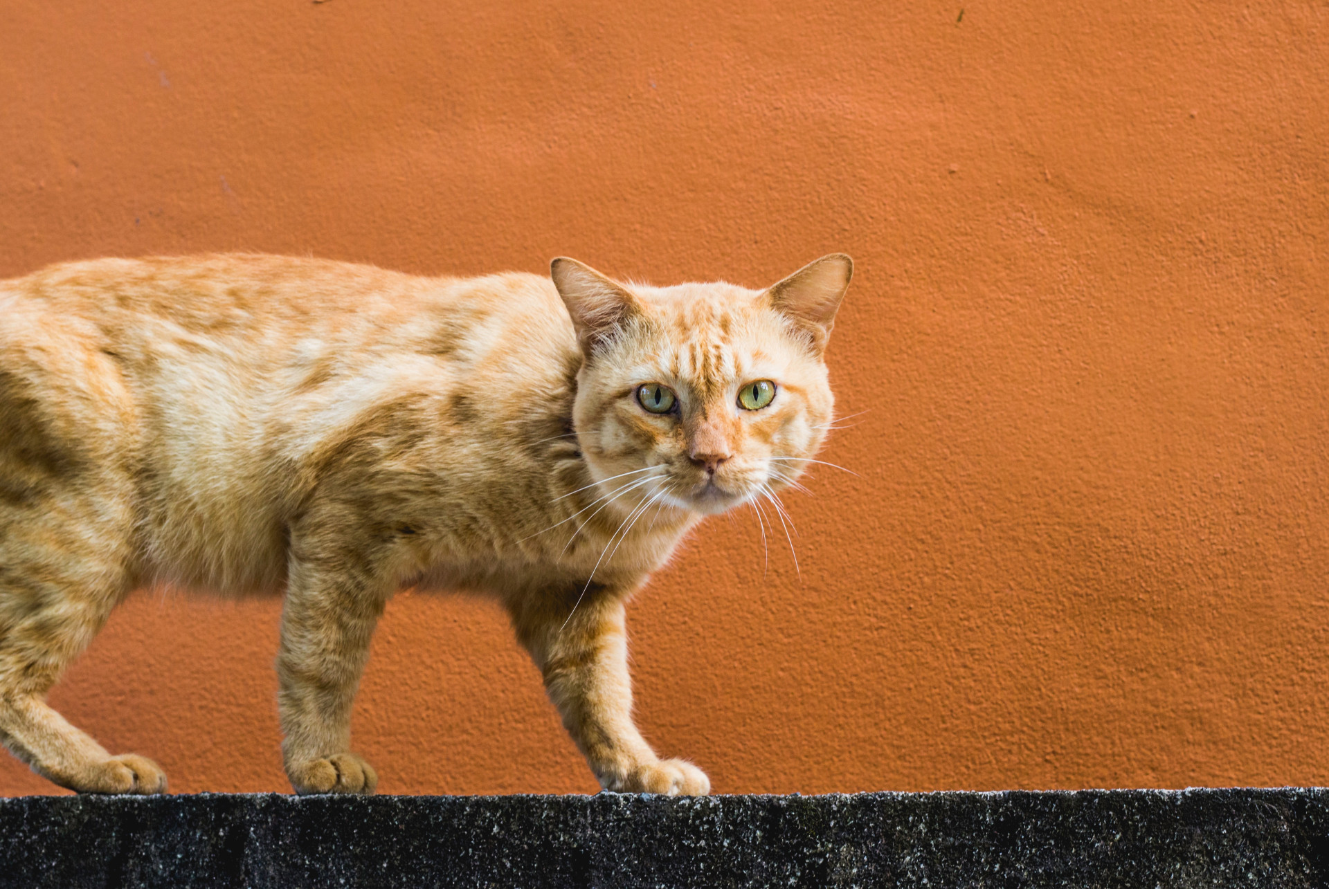 tirinhas-do-garfield-para-adultos