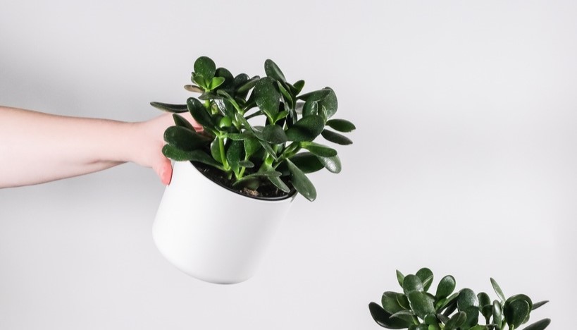 Cultivar plantas como a suculenta, jasmim e hortelã na janela pode atrair boa sorte para o lar.