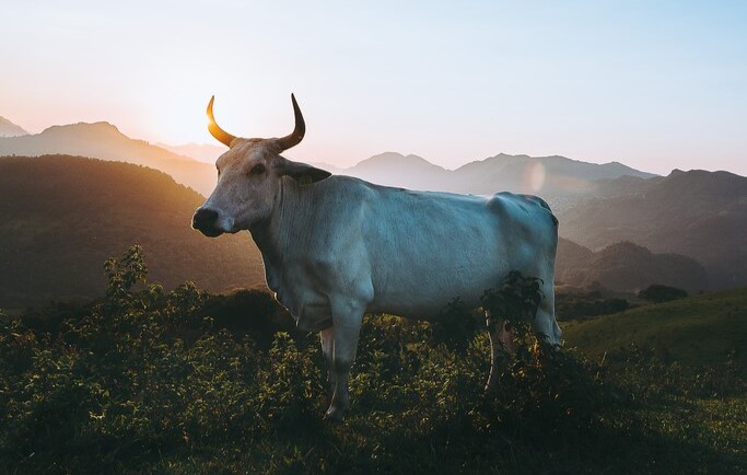 Presenciar um touro bravo em um ambiente pacífico nos sonhos pode sinalizar uma calma momentânea apesar das circunstâncias externas.