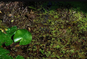 O segredo dessa ILUSÃO é encontrar 2 sapos ocultos em 3 segundos