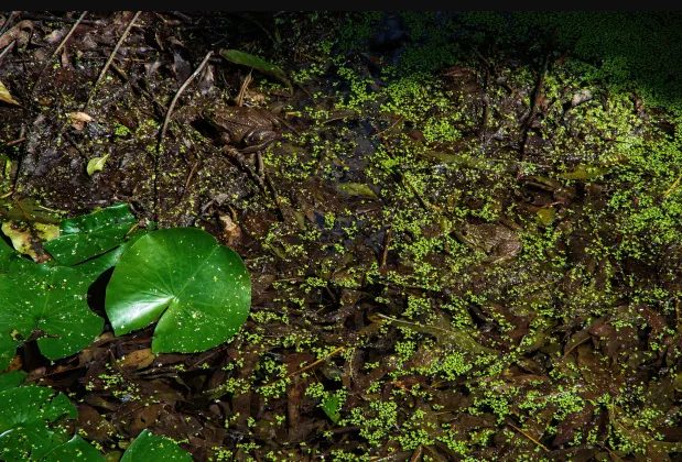 O segredo dessa ILUSÃO é encontrar 2 sapos ocultos em 3 segundos