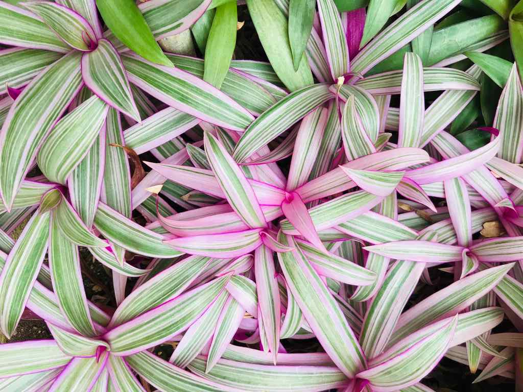 A presença de plantas pendentes traz um visual esteticamente agradável à janela do apartamento.