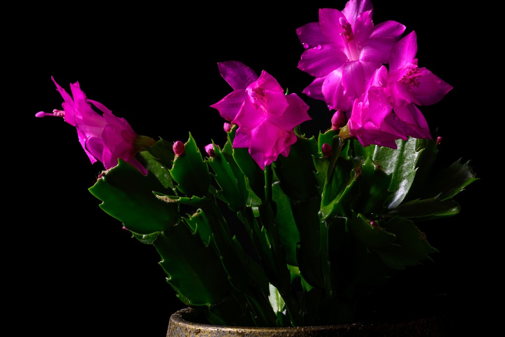 As plantas para colocar na mesa de Natal