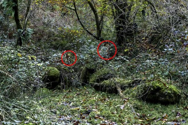 Ilusão dos cavalos camuflados na floresta