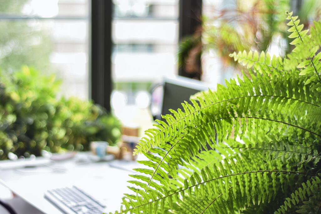 Plantas pendentes na janela podem filtrar a luz solar, criando um ambiente mais suave e confortável.