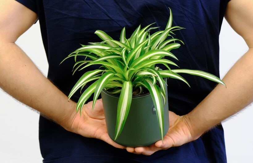 As plantas penduradas na janela oferecem um toque natural e acolhedor ao ambiente.