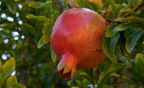 Cada planta escolhida para a mesa de Natal traz consigo significados que vão além da sua aparência.