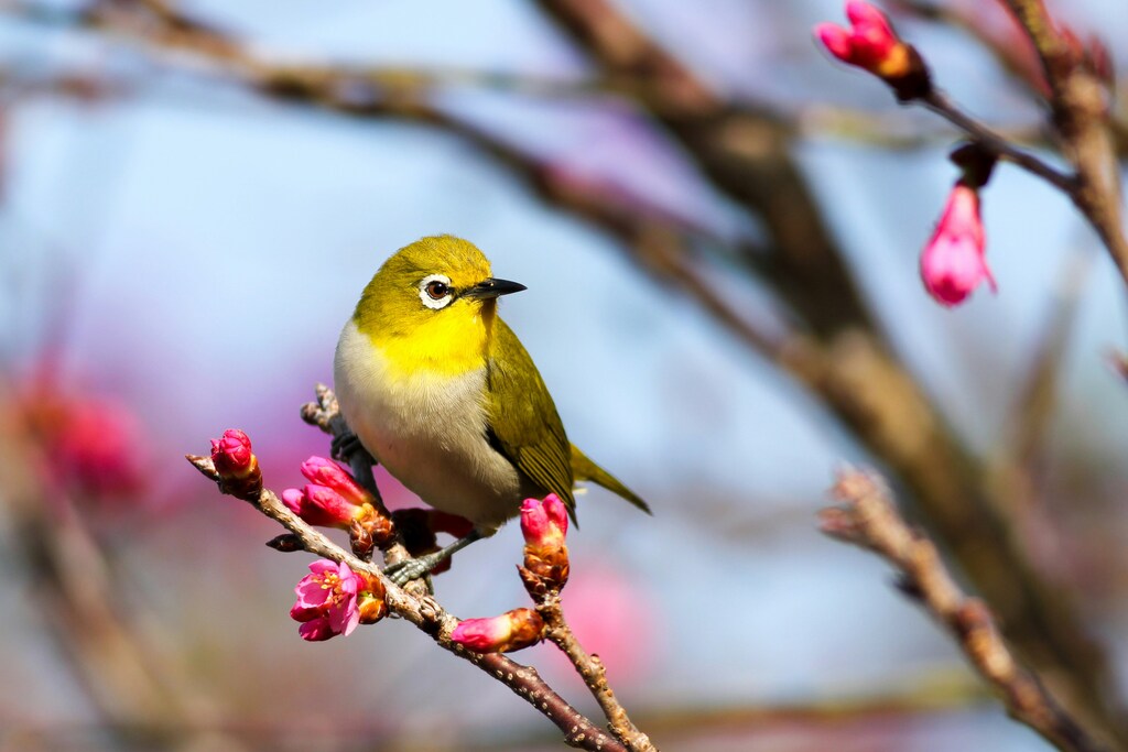 Ver aves voando em sonhos pode indicar a busca por novas oportunidades ou a sensação de expansão.