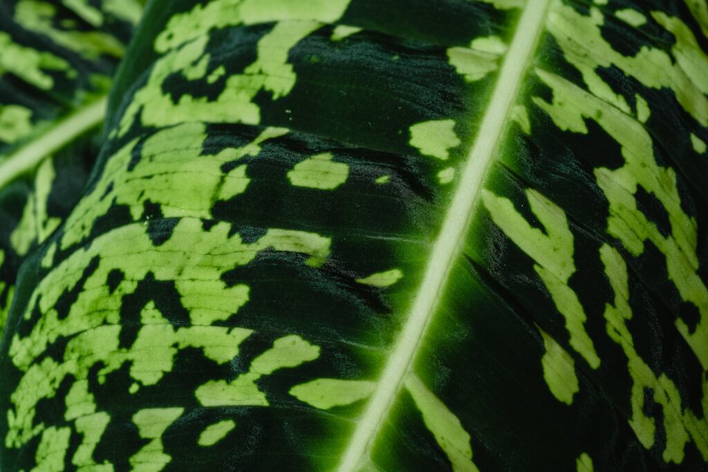 Essa planta é valorizada por suas propriedades simbólicas e decorativas. 