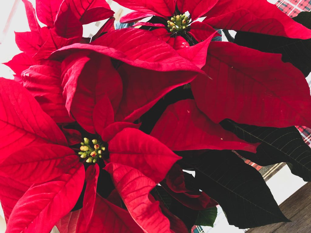 O significado espiritual da flor de Natal reside na beleza e renascimento.