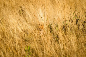 Desafio: Mais rápido que uma RAPOSA; encontre-a em 3, 2, 1…