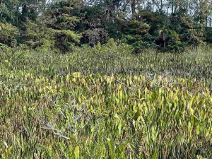 Somente bons observadores conseguem achar a iguana na foto