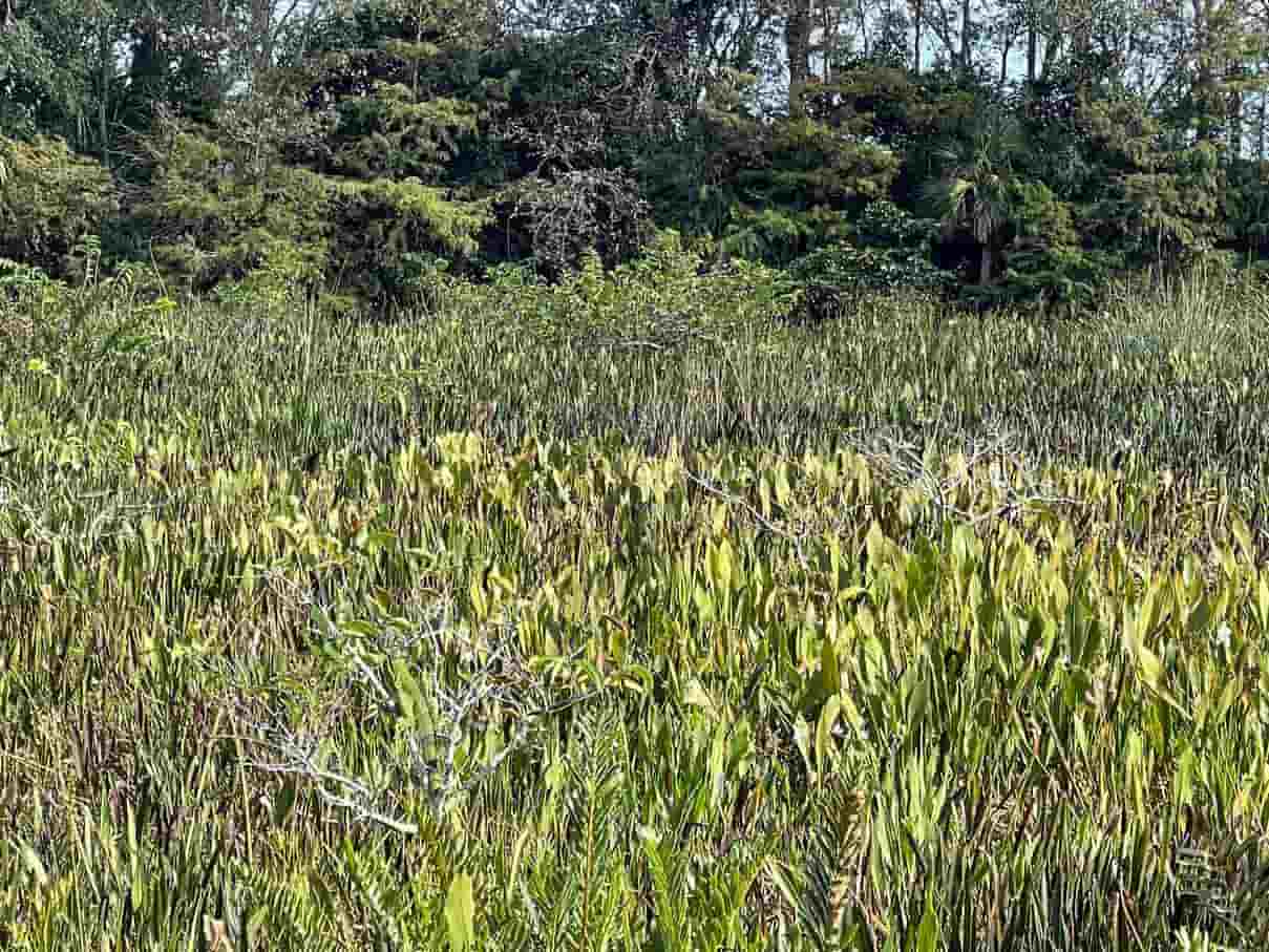 Desafio: Onde está a iguana?