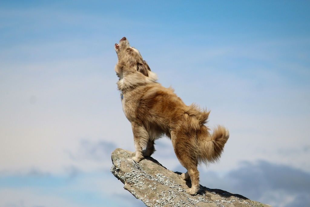 Significado espiritual de cachorro uivando sempre: fique ATENTO