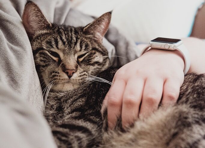 Gato dormir em cima do dono tem significado espiritual muito forte