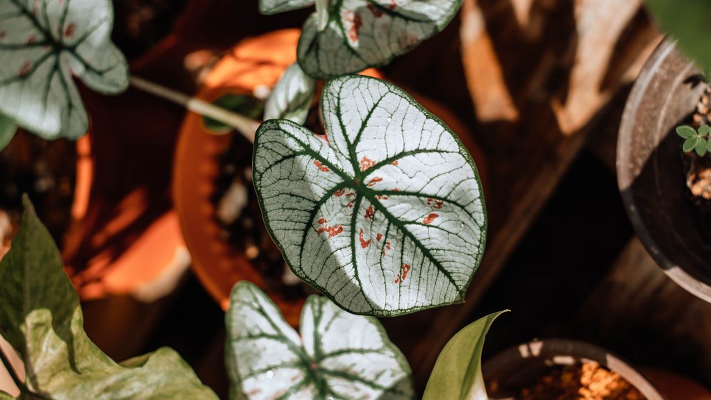 Plantas em casa trazem mais do que beleza, elas evocam positividade.