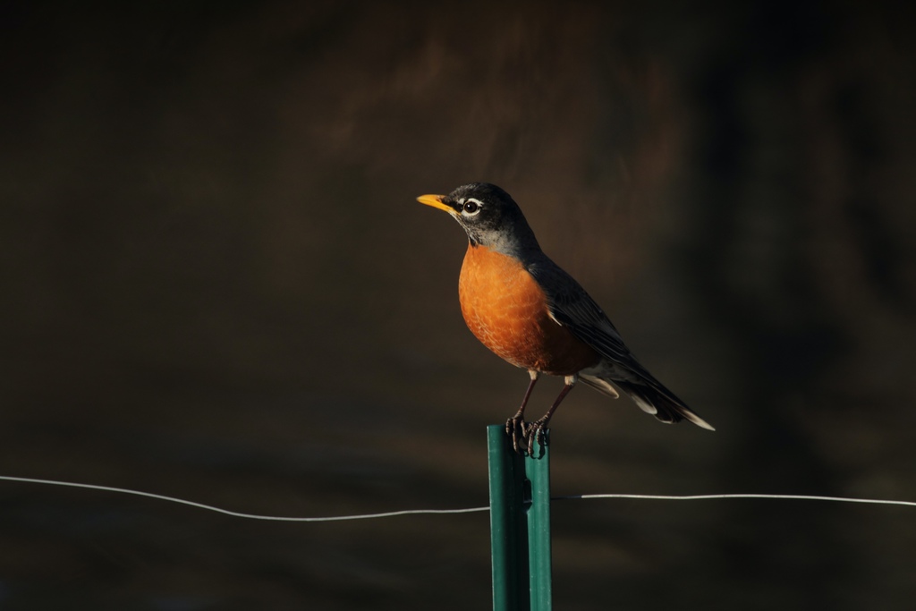 O encontro de um pássaro na janela pode ser uma visita de um ente querido falecido.