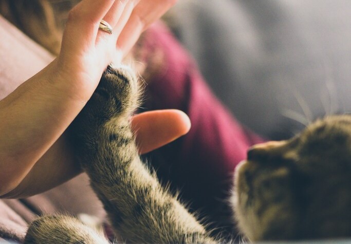 O gato dormindo sobre o dono pode representar uma conexão espiritual entre ambos.