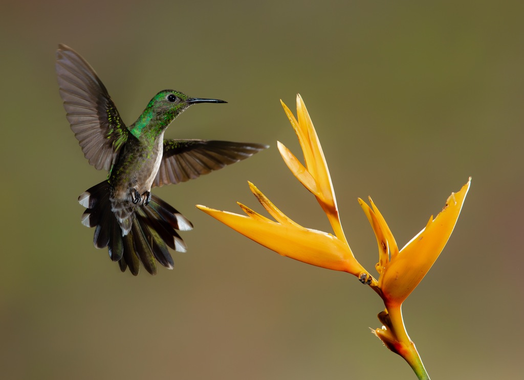 Às vezes, a natureza nos envia sinais, como um pássaro na janela, para nos guiar.