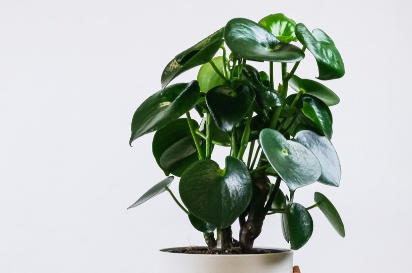 A beleza das plantas em casa reflete a abundância e o equilíbrio desejados.