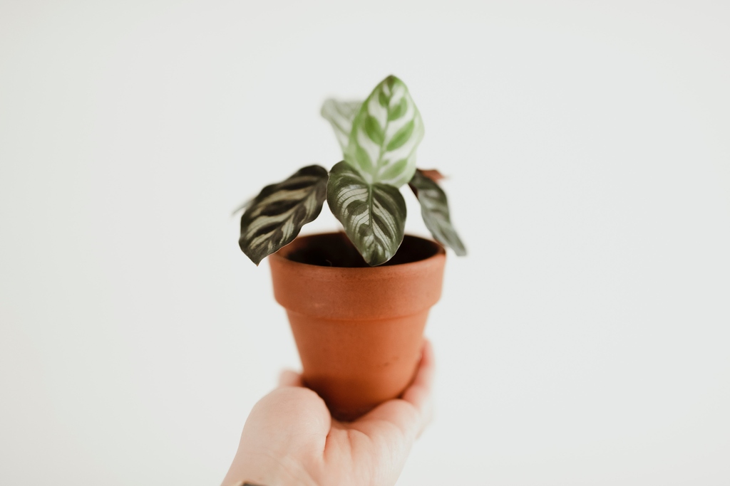 Cultivar plantas é um convite à prosperidade e ao bem-estar.