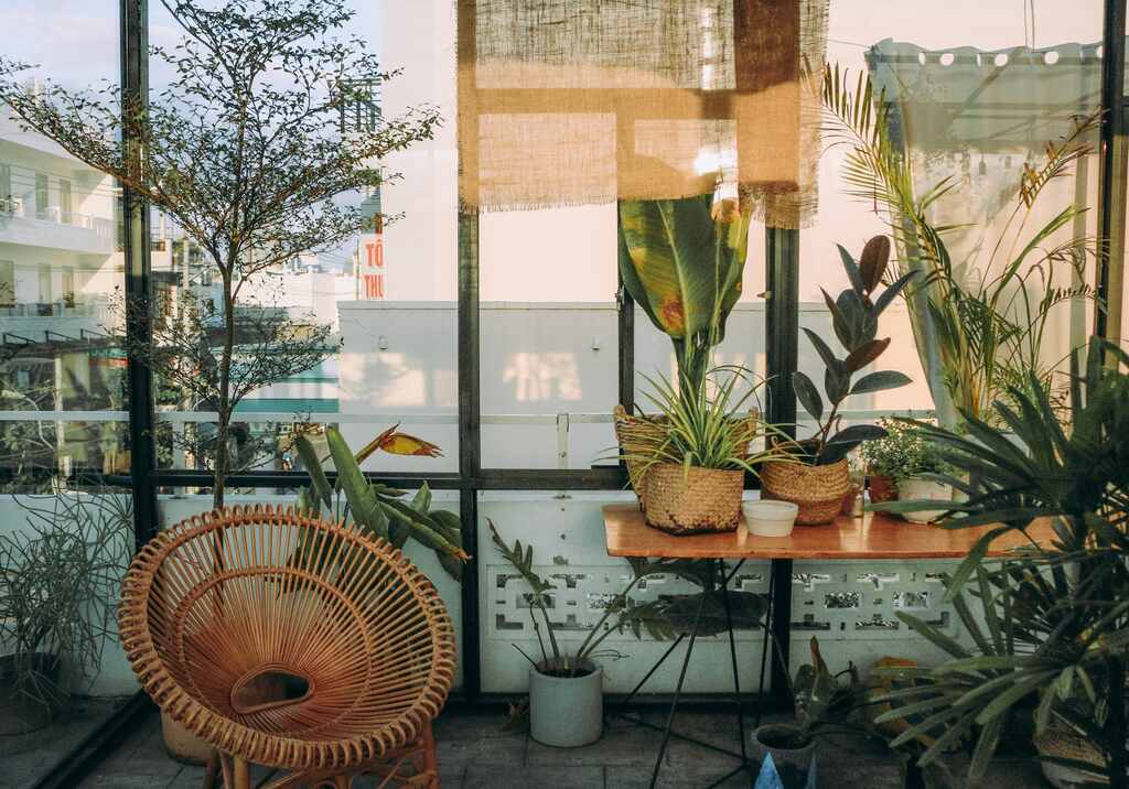 5 plantas para ter em casa em 2024: atraia prosperidade