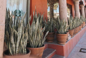 Significado espiritual da espada de São Jorge: tenha essa planta