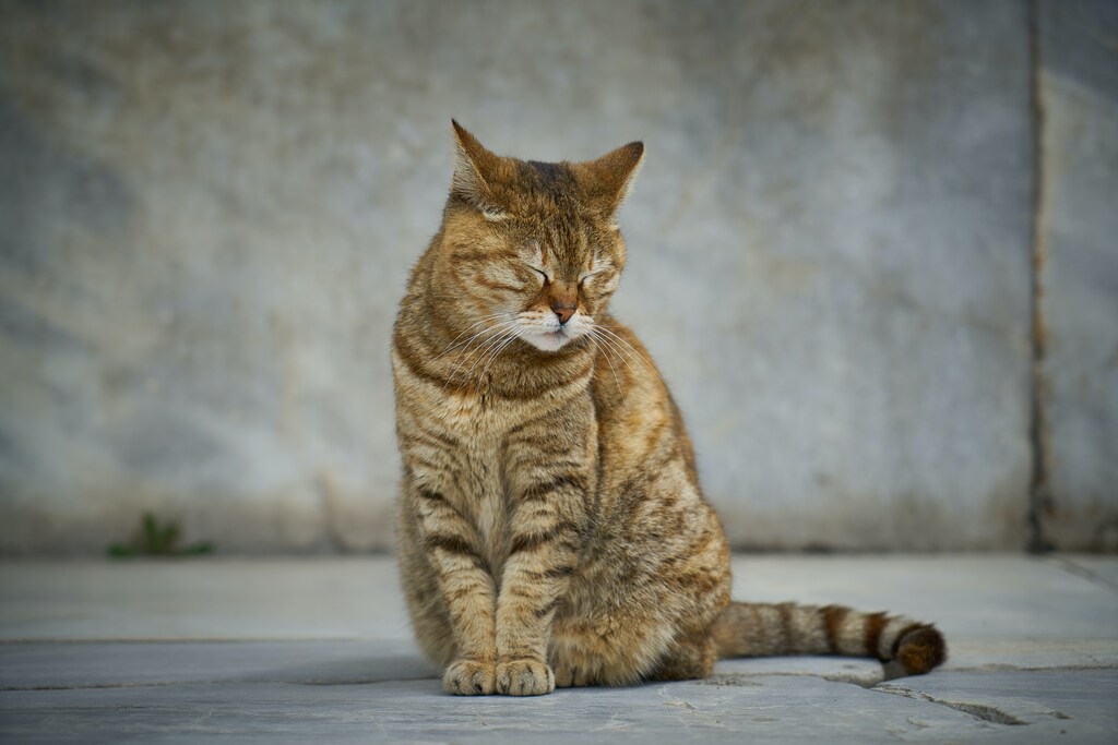 A relação entre o gato e seu dono muitas vezes é associada a uma ligação mística.