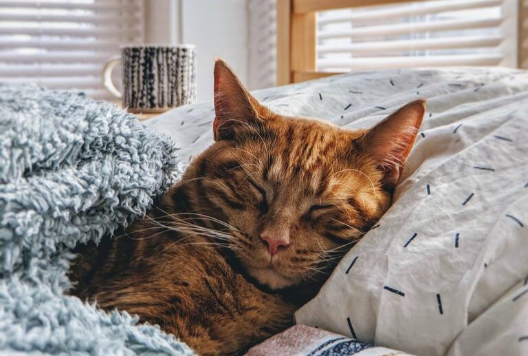 A crença na capacidade dos gatos de perceber energias sutis alimenta interpretações espirituais.