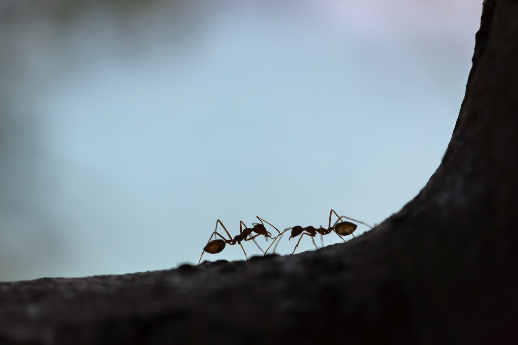 sonhar-com-insetos-e-a-busca-por-equilibrio