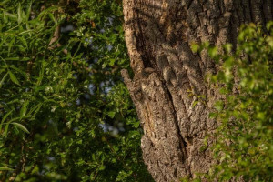 Desafio das corujas ocultas, revele-as em 4 segundos