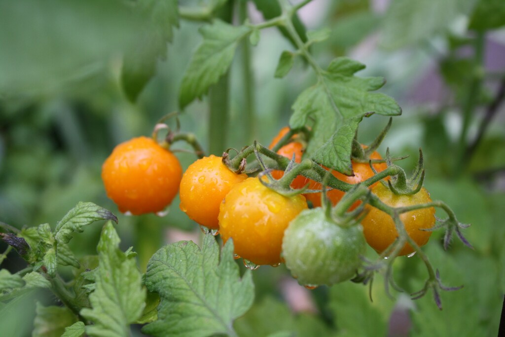 segredos-das-plantas-de-cozinha