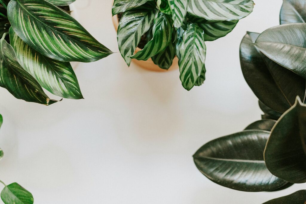 Plantas de até R$ 100 que vivem bem dentro de casa regando pouco