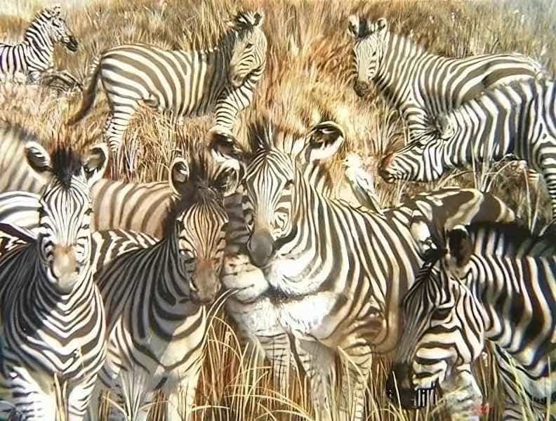 Você tem 5 segundos para encontrar o leão nessa ilusão de zebras!