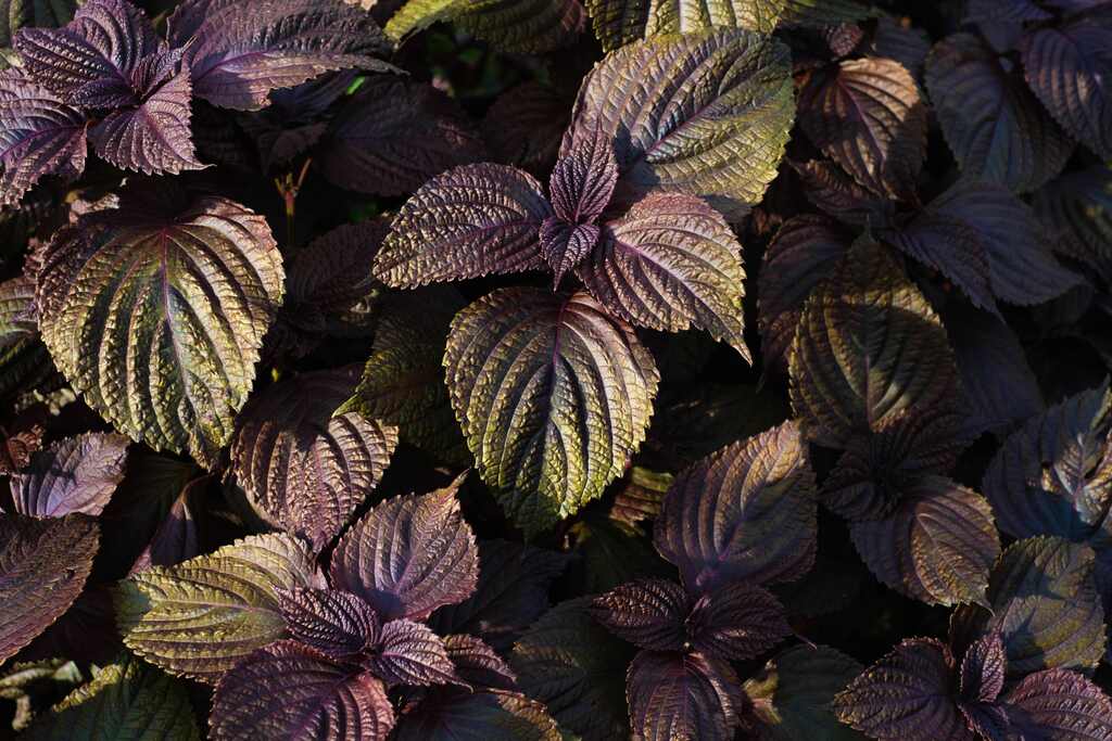 plantas-de-cozinha-com-sabor-único