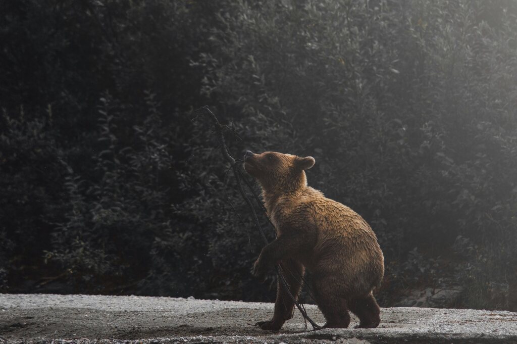 força-interior-e-coragem-com-o-urso-como-exemplo