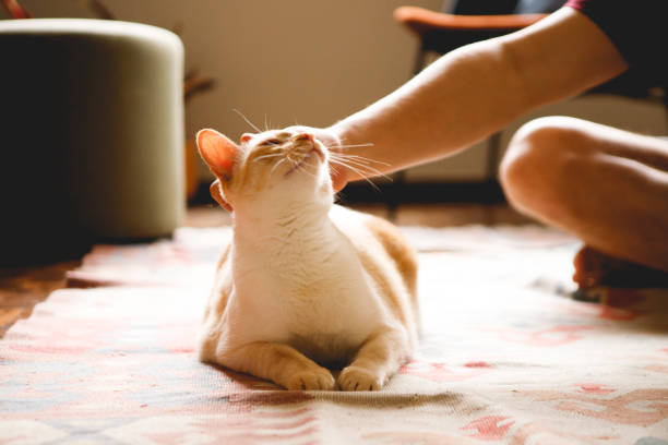 nomes de gatos engraçados: escolha os melhores e sorria