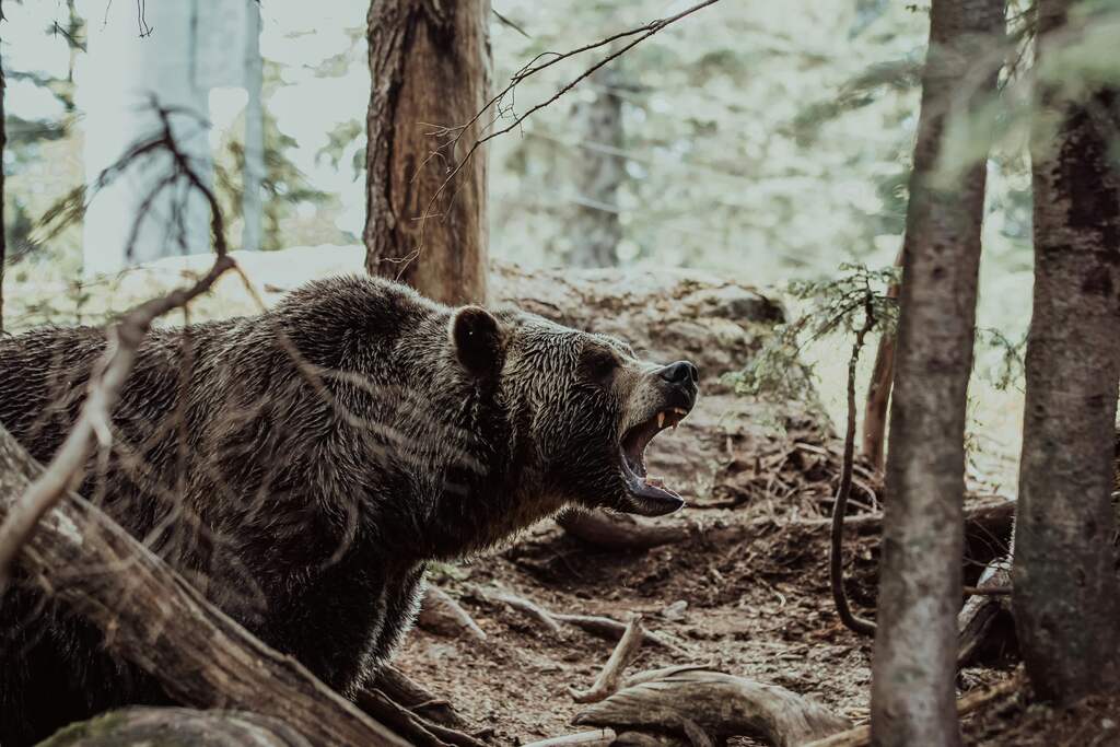 Significado espiritual do urso: o poder do seu simbolismo