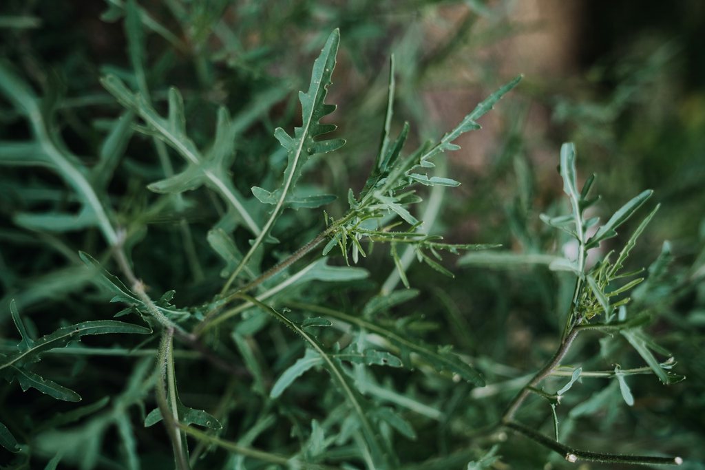 plantas-de-cozinha-em-vasos