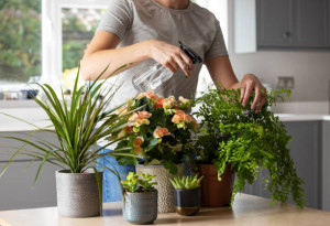 3 plantas que atraem riqueza para o lar: coloque na frente da porta