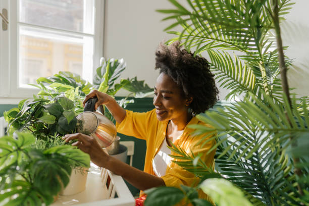 plantas que atraem riqueza para o lar: coloque na frente da porta